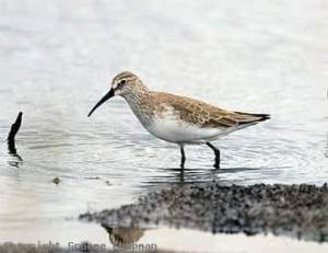 Curlew Sandpiper by Graham Chapman